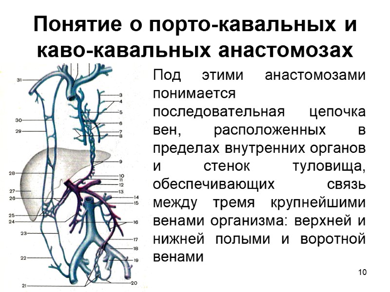 10 Понятие о порто-кавальных и каво-кавальных анастомозах Под этими анастомозами понимается последовательная цепочка вен,